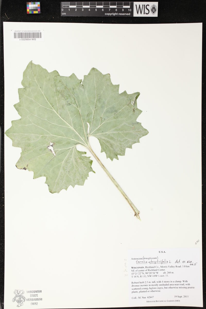Cacalia atriplicifolia
