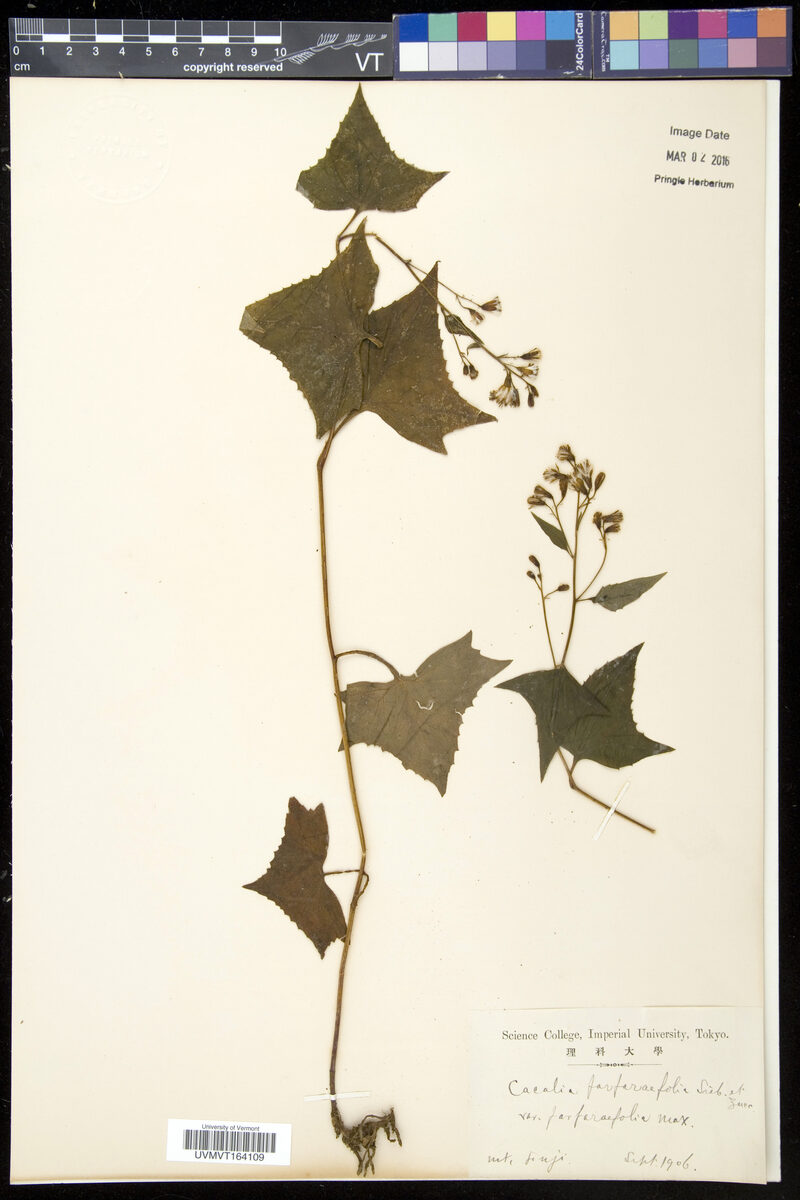Cacalia farfarifolia