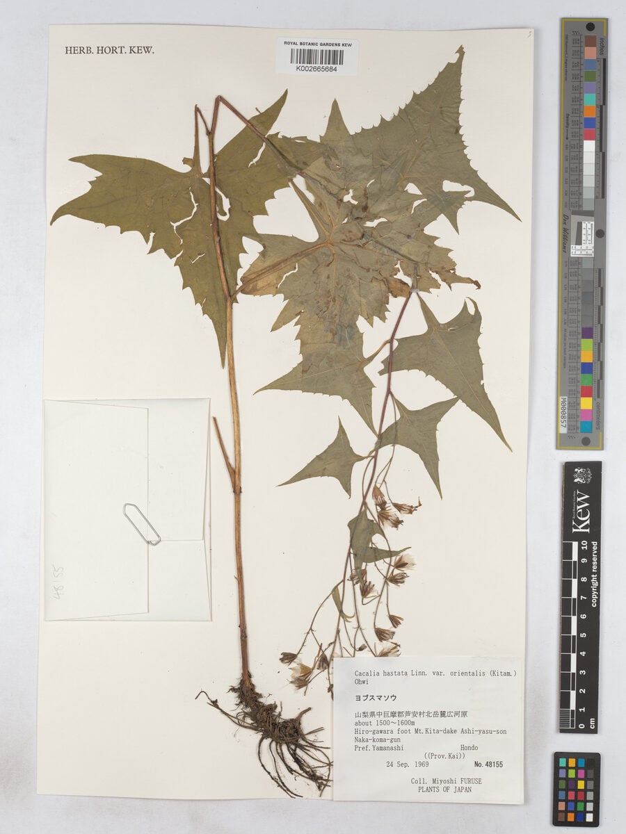 Cacalia hastata orientalis - (Kitam.)Ohwi. — photo