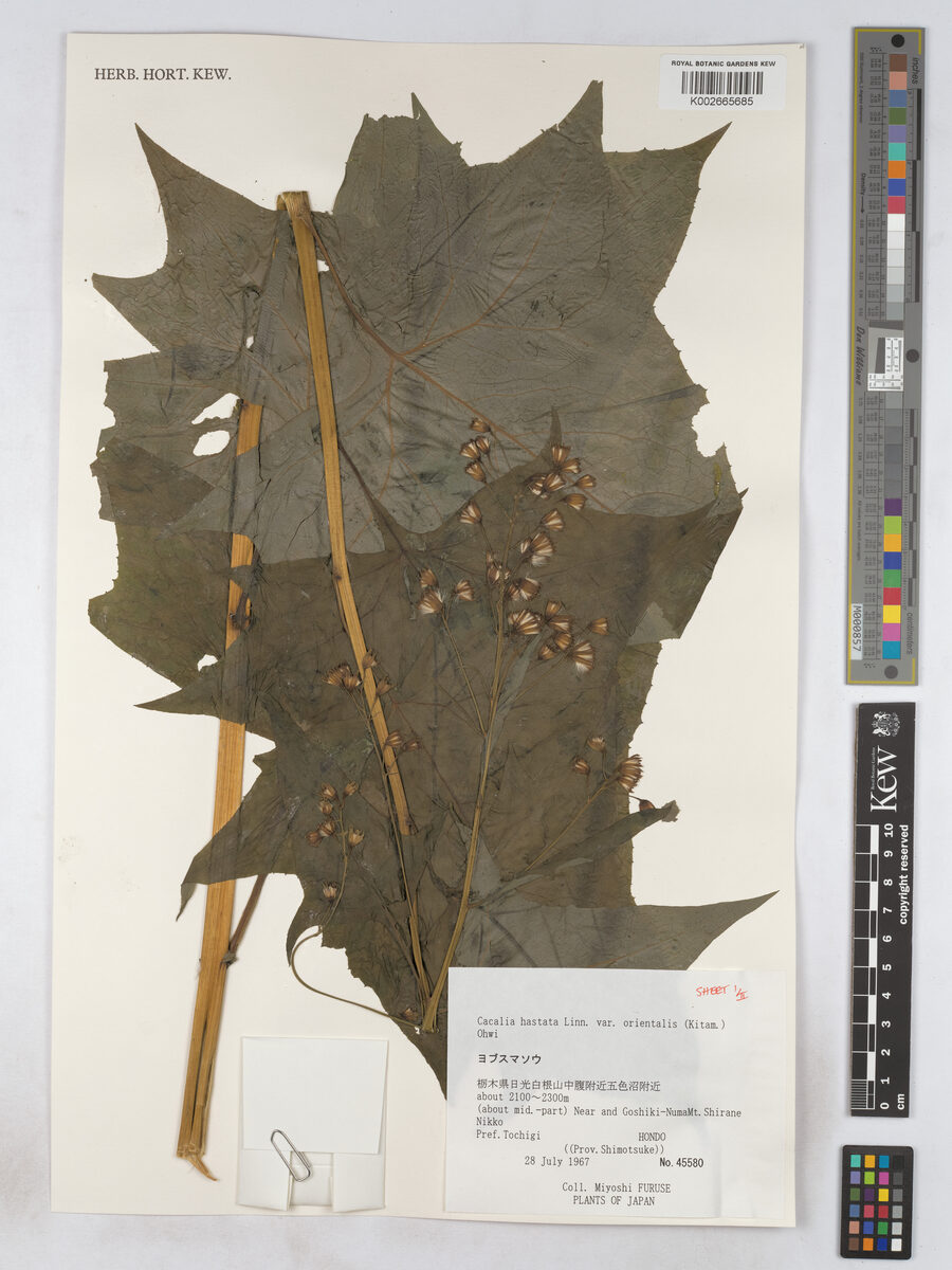 Cacalia hastata orientalis - (Kitam.)Ohwi. — photo