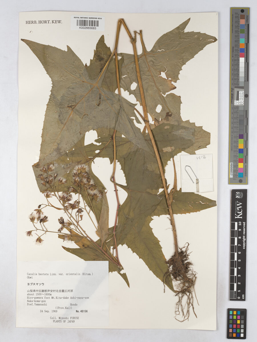 Cacalia hastata orientalis - (Kitam.)Ohwi.