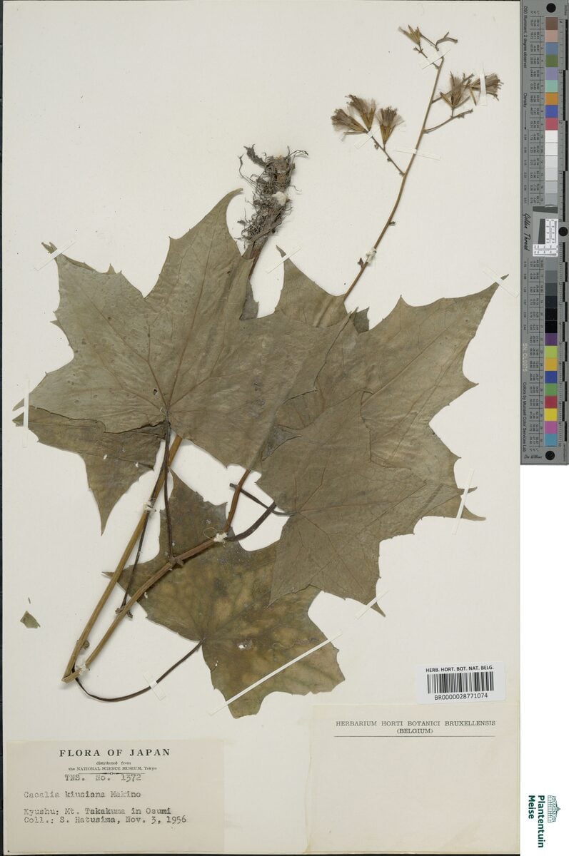 Cacalia kiusiana
