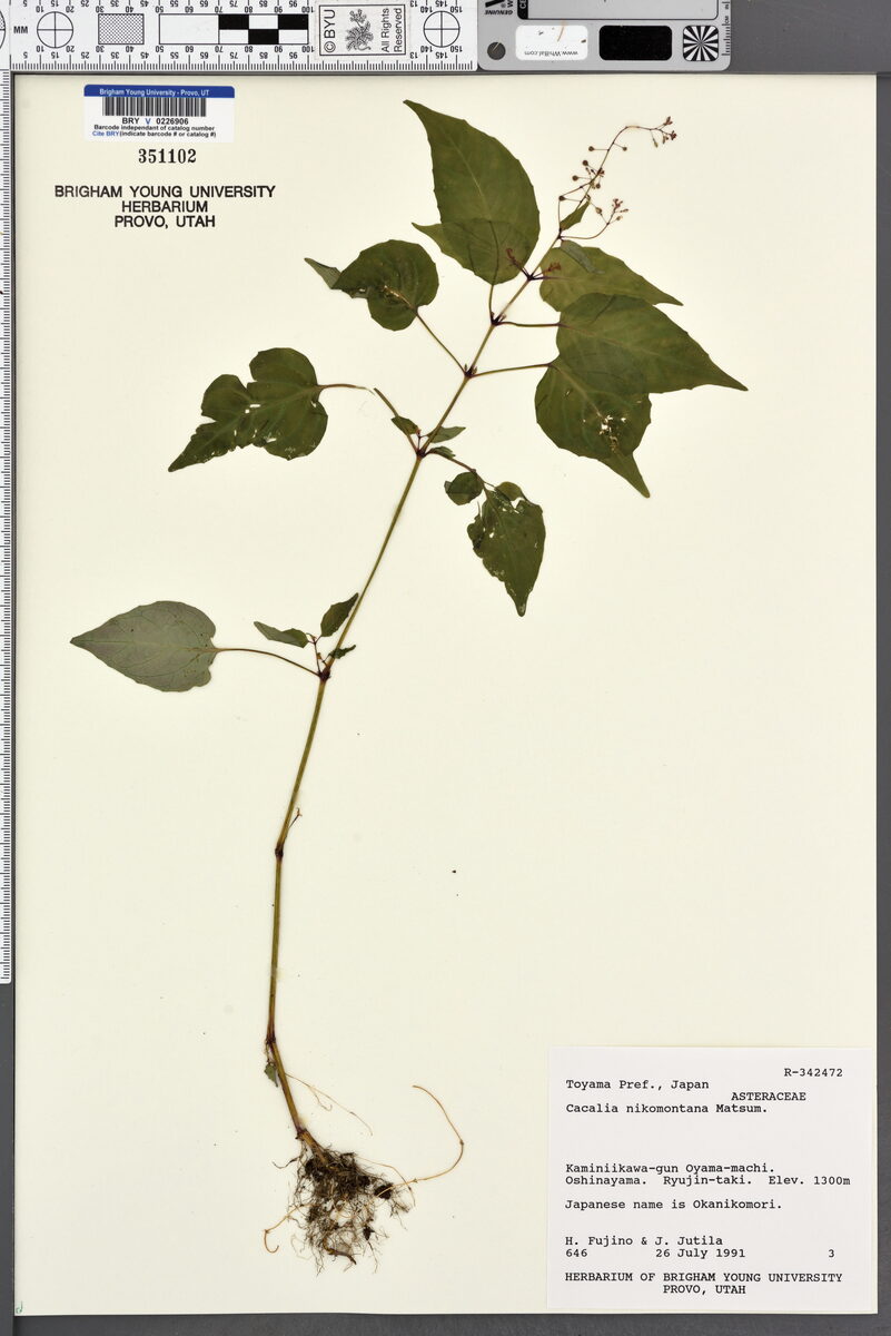 Cacalia nikomontana