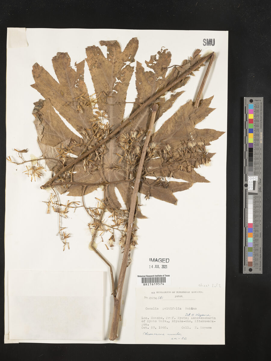Cacalia peltifolia