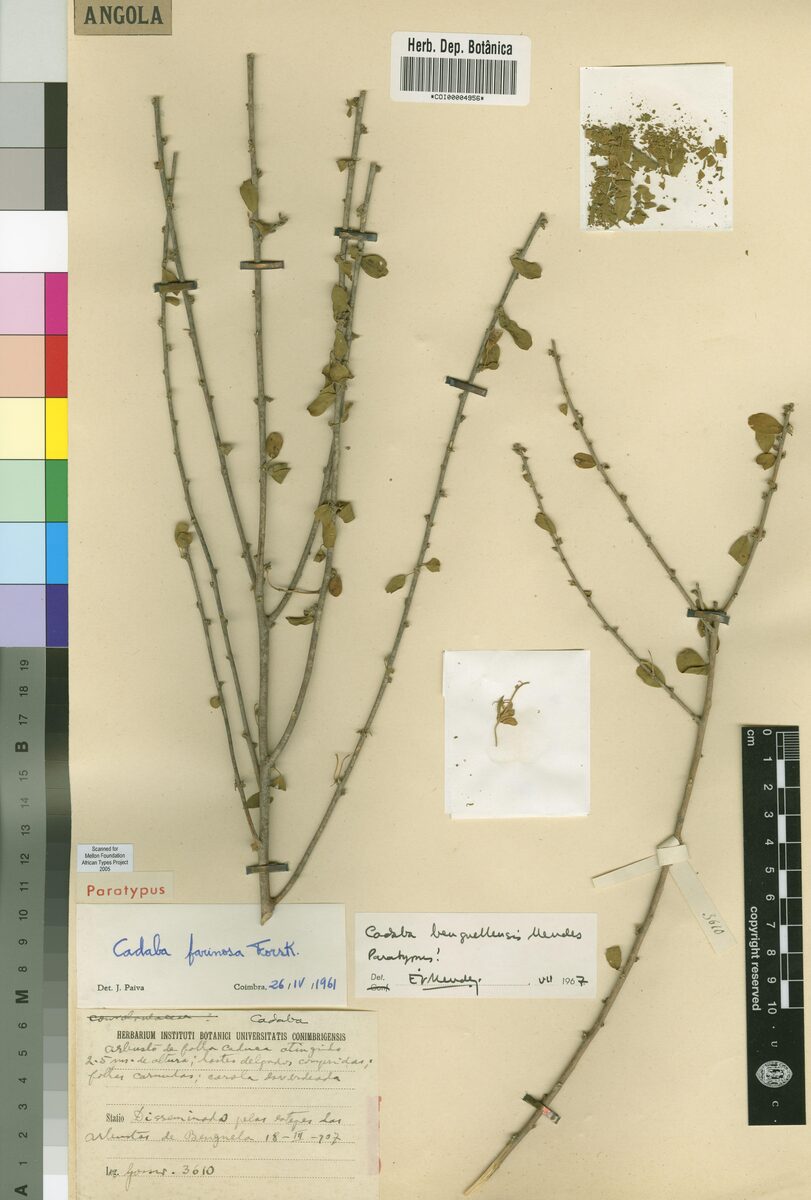 Cadaba benguellensis