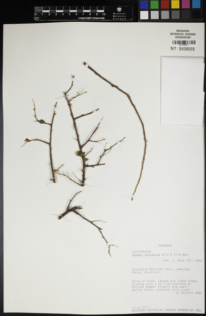 Cadaba stenopoda — photo