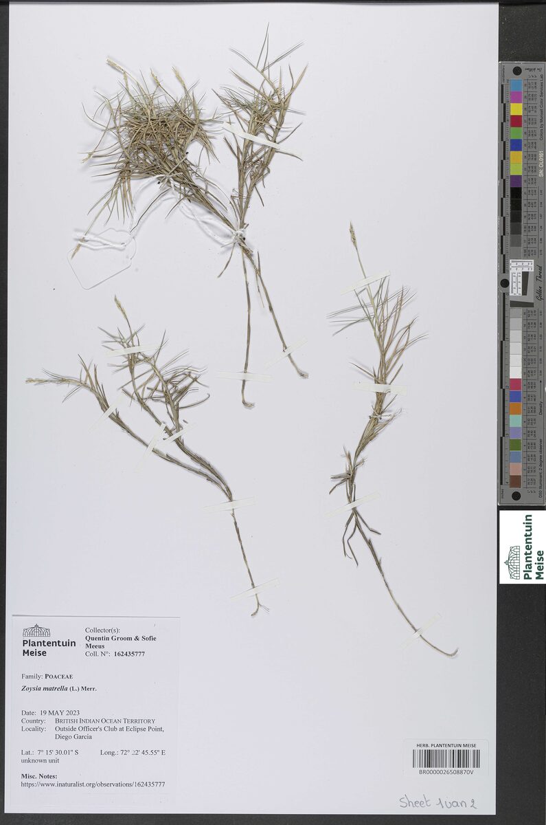 Cadaba stenopoda