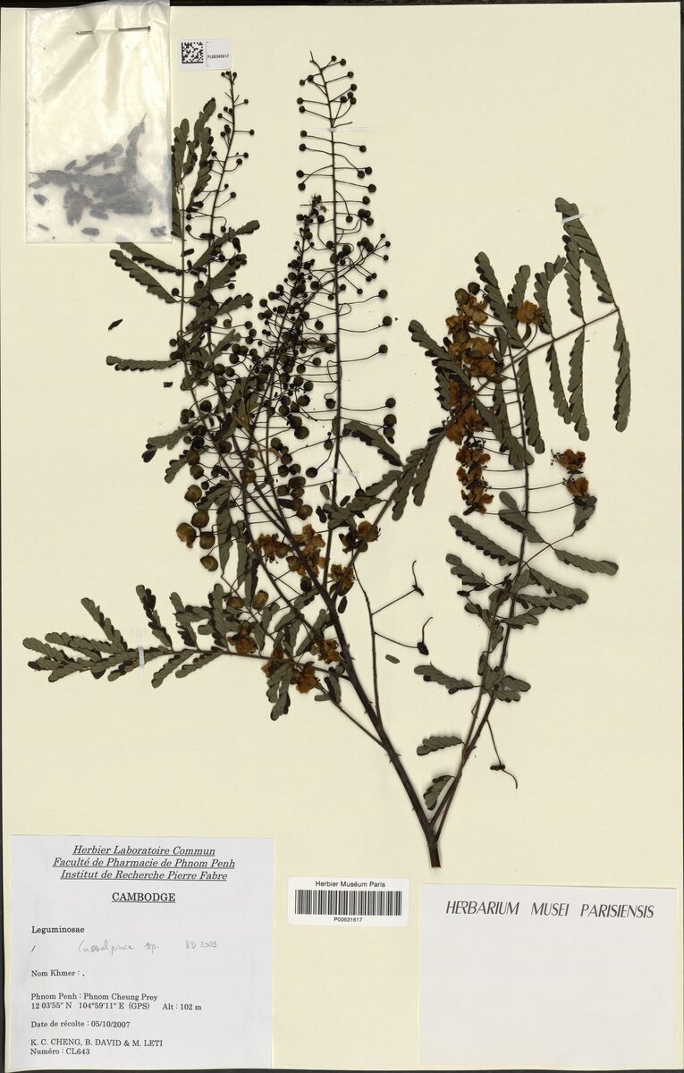 Caesalpinia digyna (Teri pods) — photo