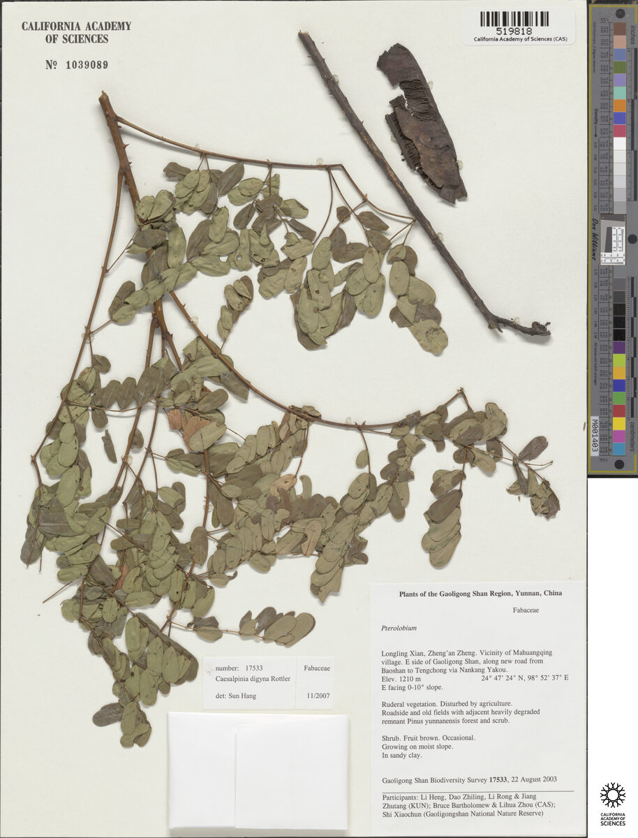 Caesalpinia digyna (Teri pods) — photo