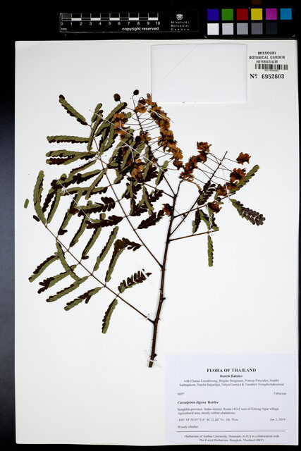Caesalpinia digyna