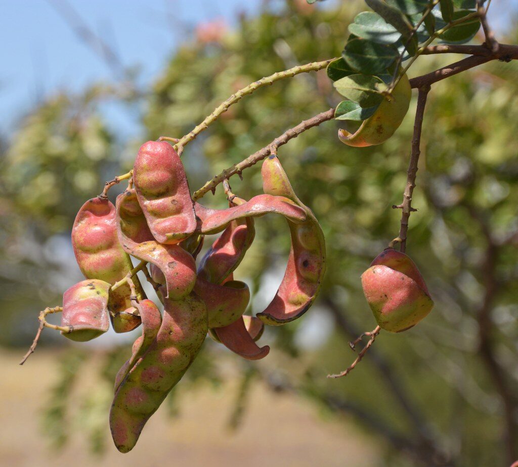 Caesalpinia spinosa - (Molina) Kuntze (Spiny Holdback) — photo