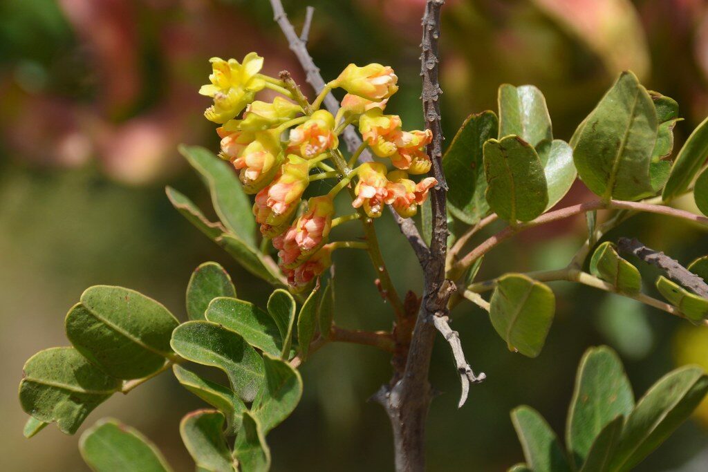 Caesalpinia spinosa - (Molina) Kuntze (Spiny Holdback) — photo