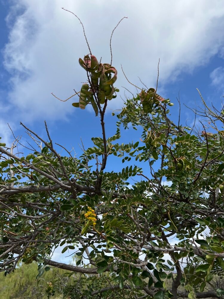 Caesalpinia spinosa - (Molina) Kuntze