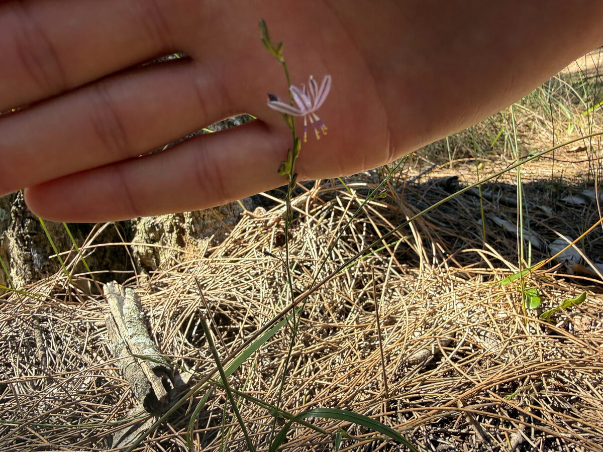 Caesia parviflora var. vittata (Blue grass lily) — photo