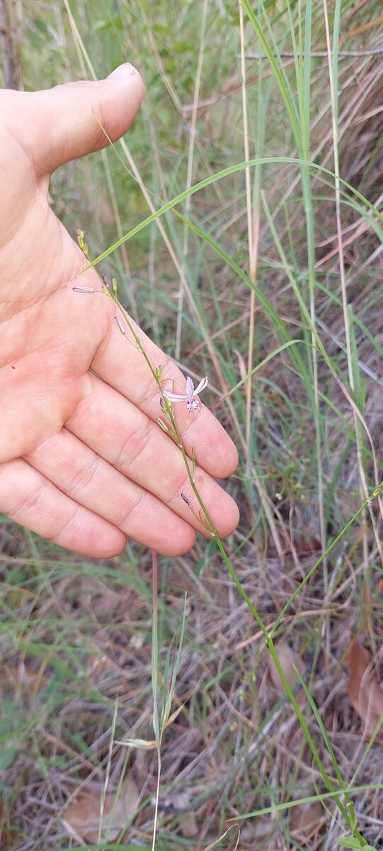 Caesia parviflora var. vittata (Blue grass lily) — photo