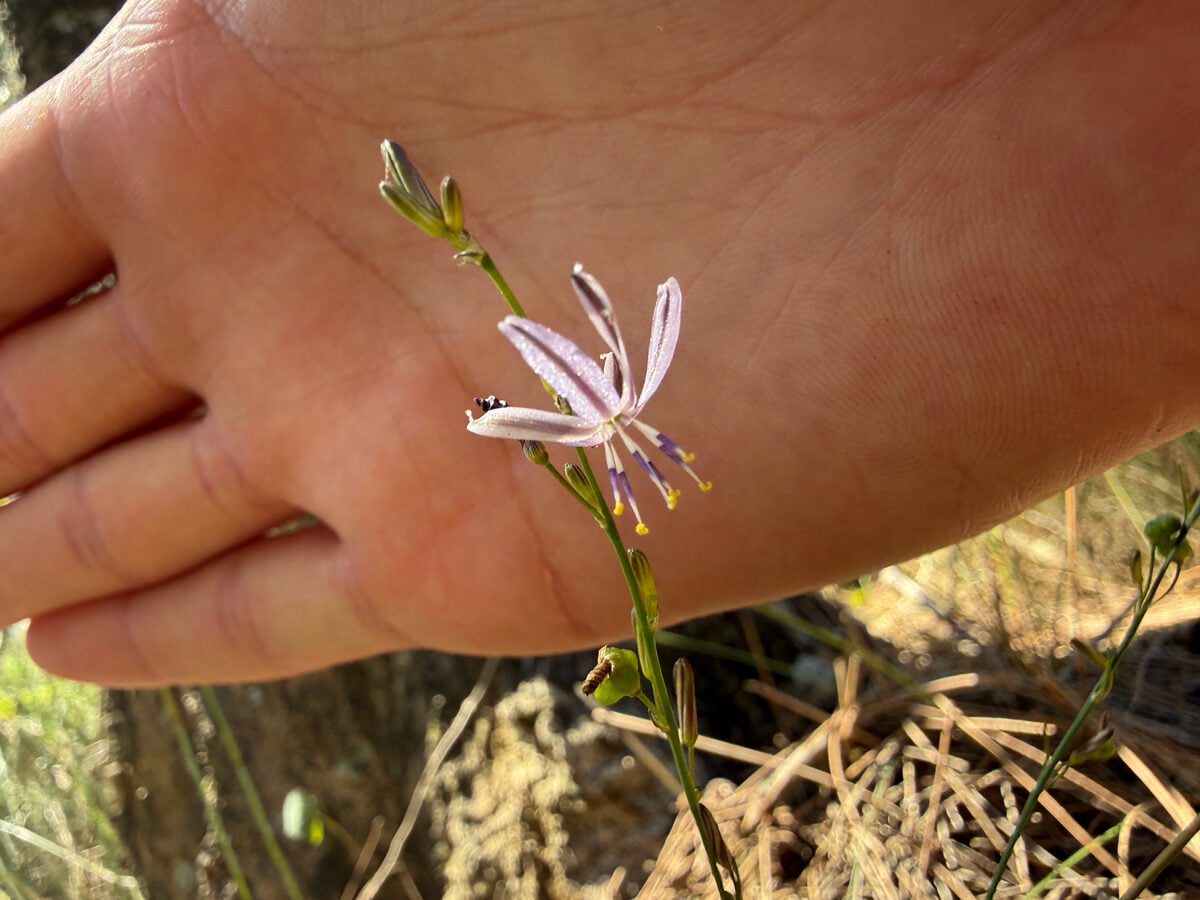 Caesia parviflora var. vittata