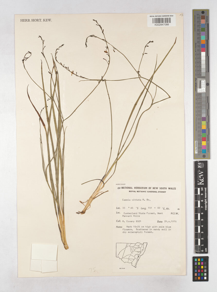 Caesia vittata (Blue Grass Lily) — photo