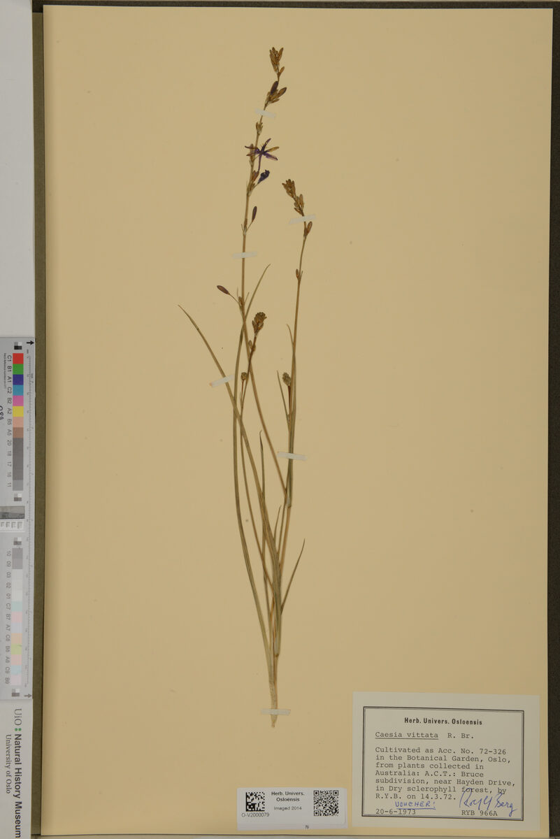 Caesia vittata (Blue Grass Lily) — photo