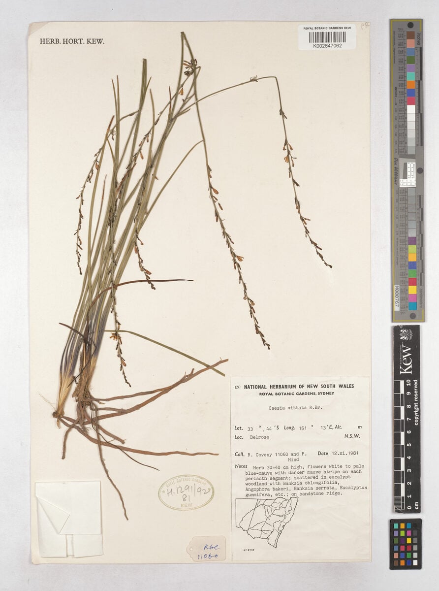 Caesia vittata