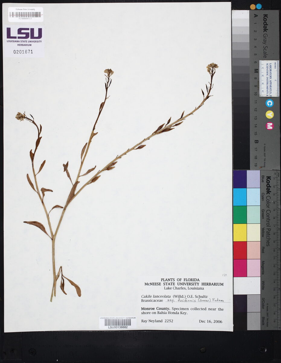 Cakile lanceolata subsp. fusiformis (Sea Rocket) — photo