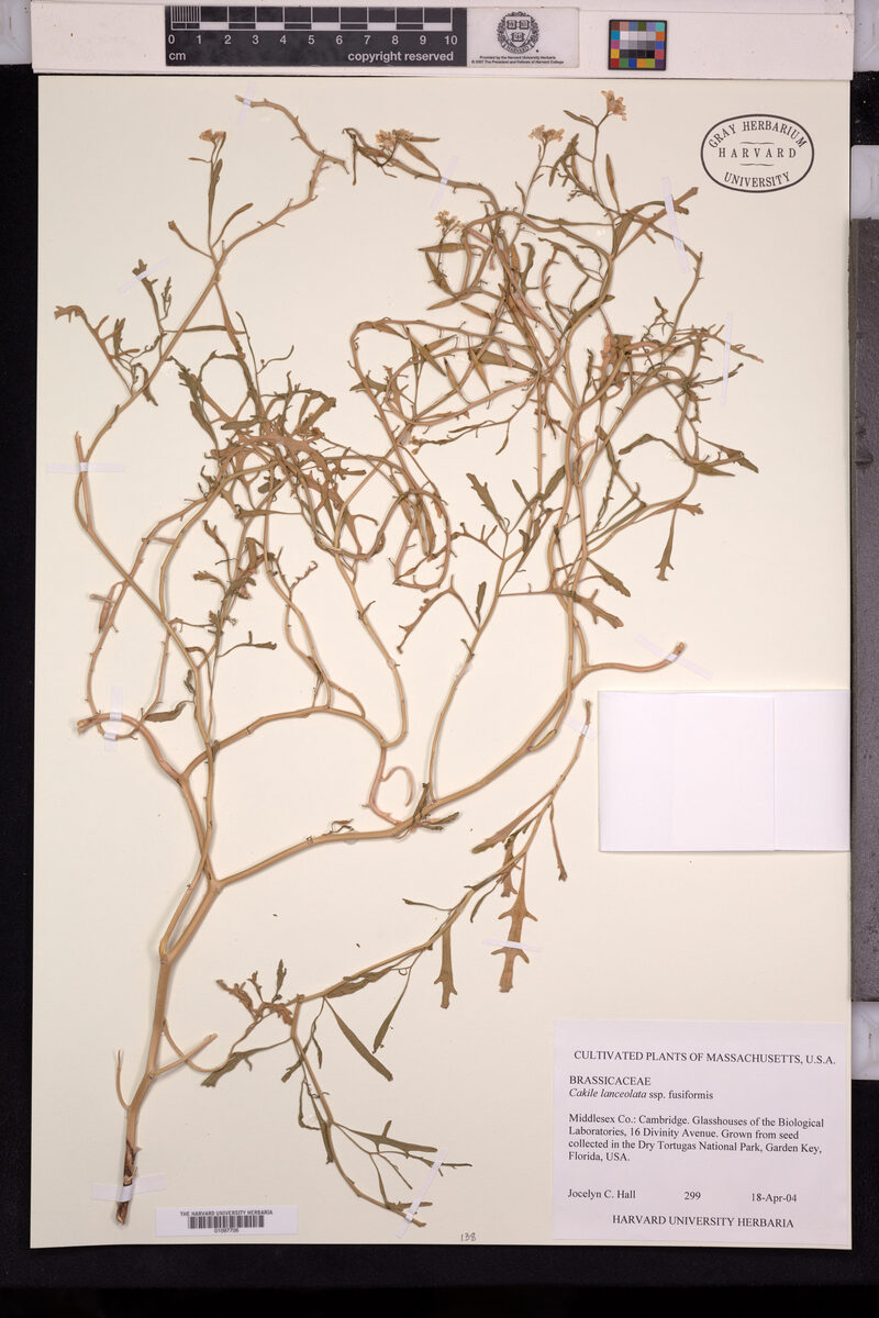 Cakile lanceolata subsp. fusiformis (Sea Rocket) — photo