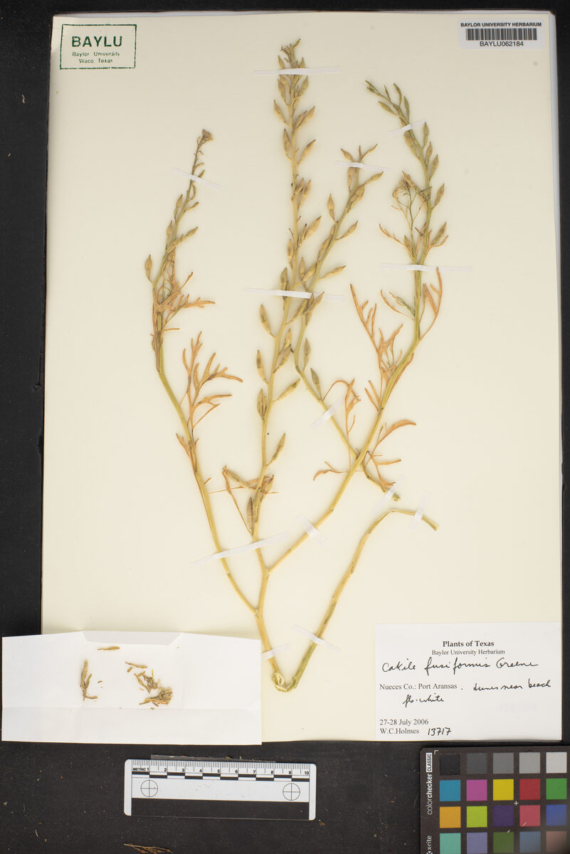 Cakile lanceolata subsp. fusiformis