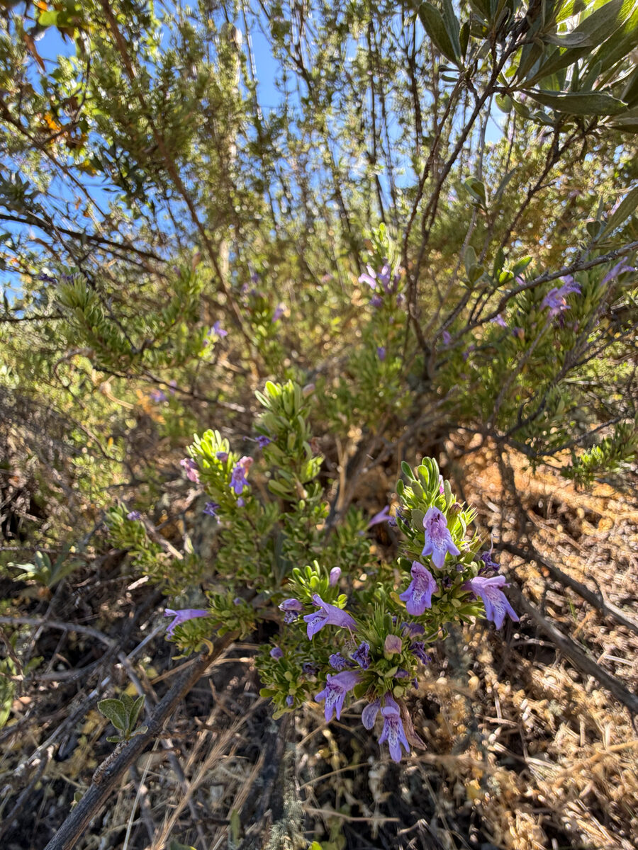 Calamintha grandiflora - (L.)Moench. (Large-Flowered Calamint) — photo
