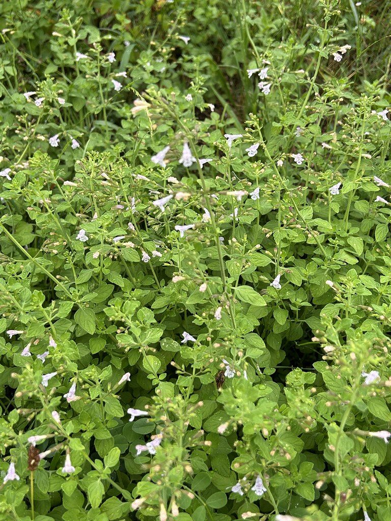 Calamintha nepeta - (L.)Savi. (Lesser Calamint) — photo