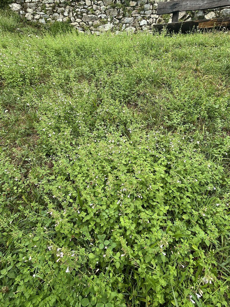 Calamintha nepeta - (L.)Savi. (Lesser Calamint) — photo