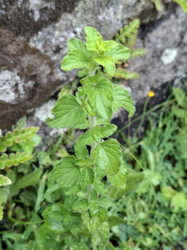 Calamintha nepeta - (L.)Savi.