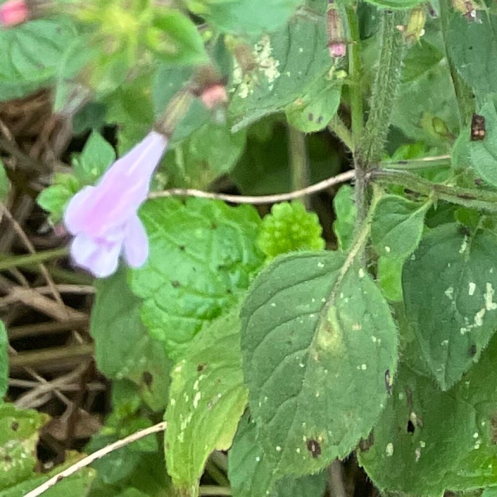 Calamintha sylvatica (Calamint) — photo