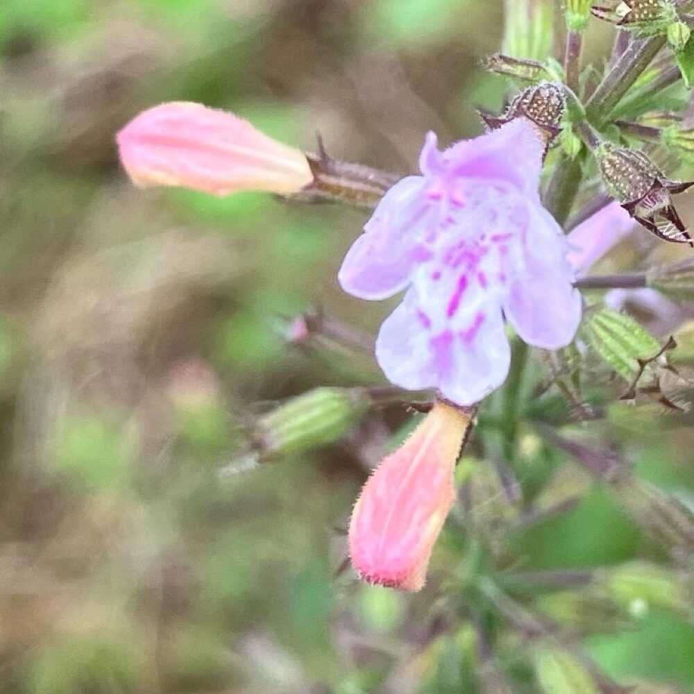 Calamintha sylvatica (Calamint) — photo