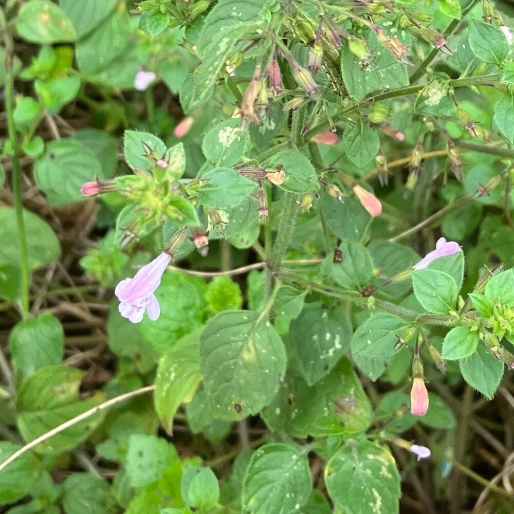 Calamintha sylvatica