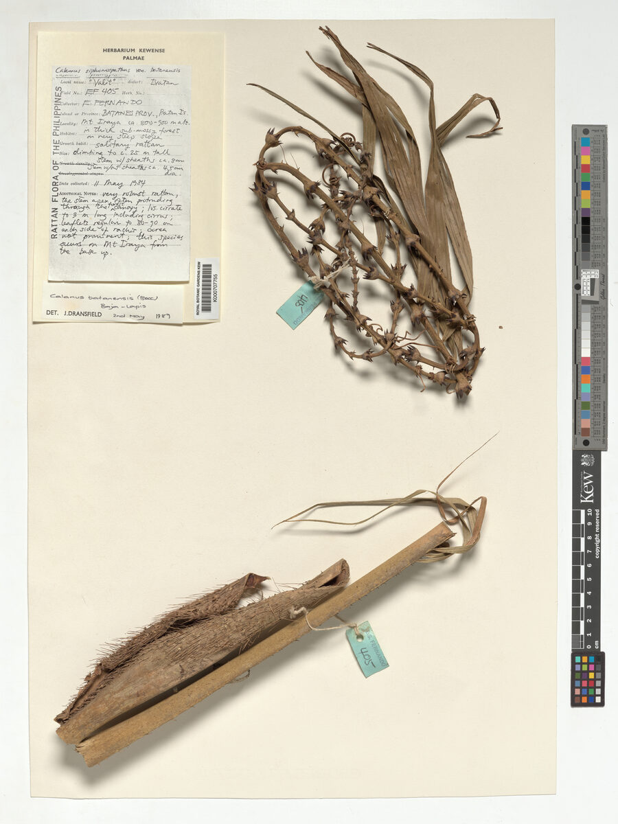 Calamus batanensis — photo