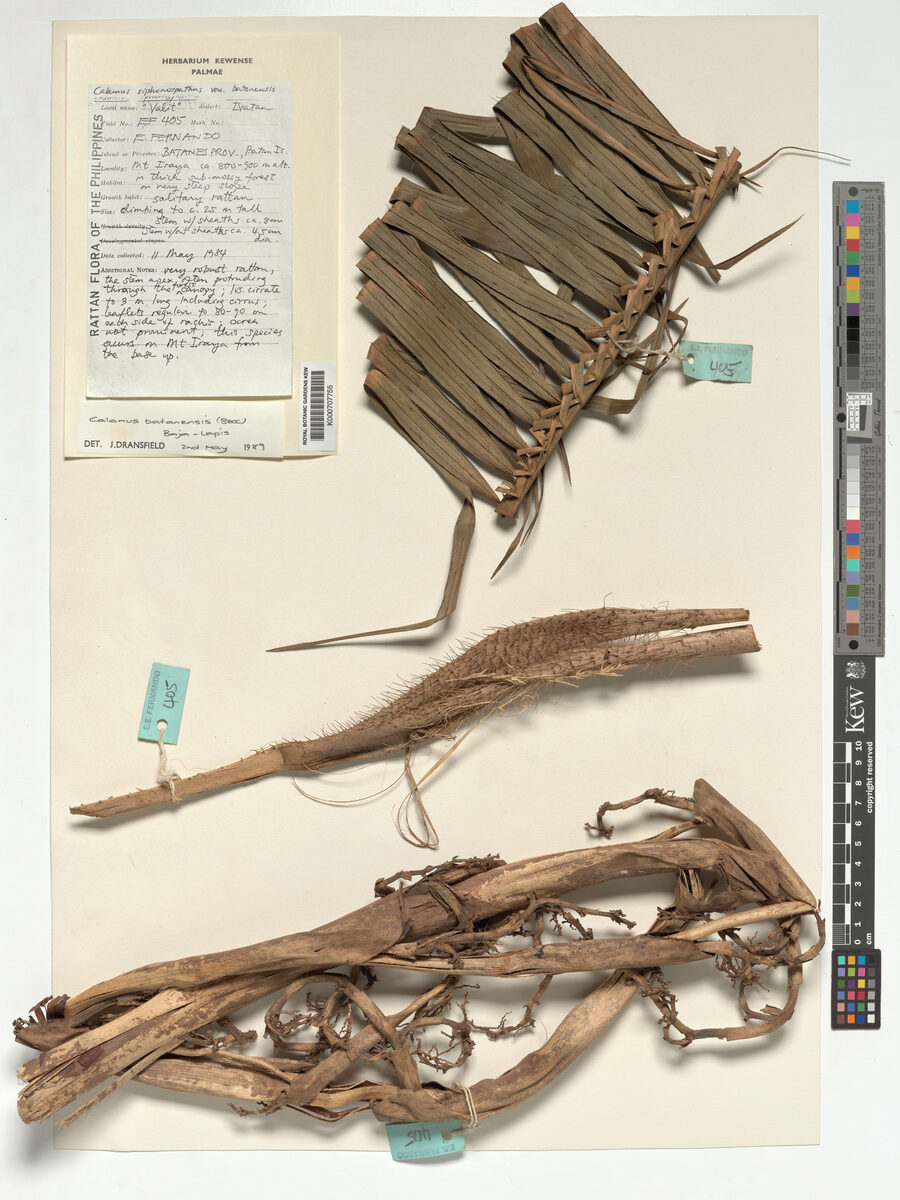 Calamus batanensis — photo