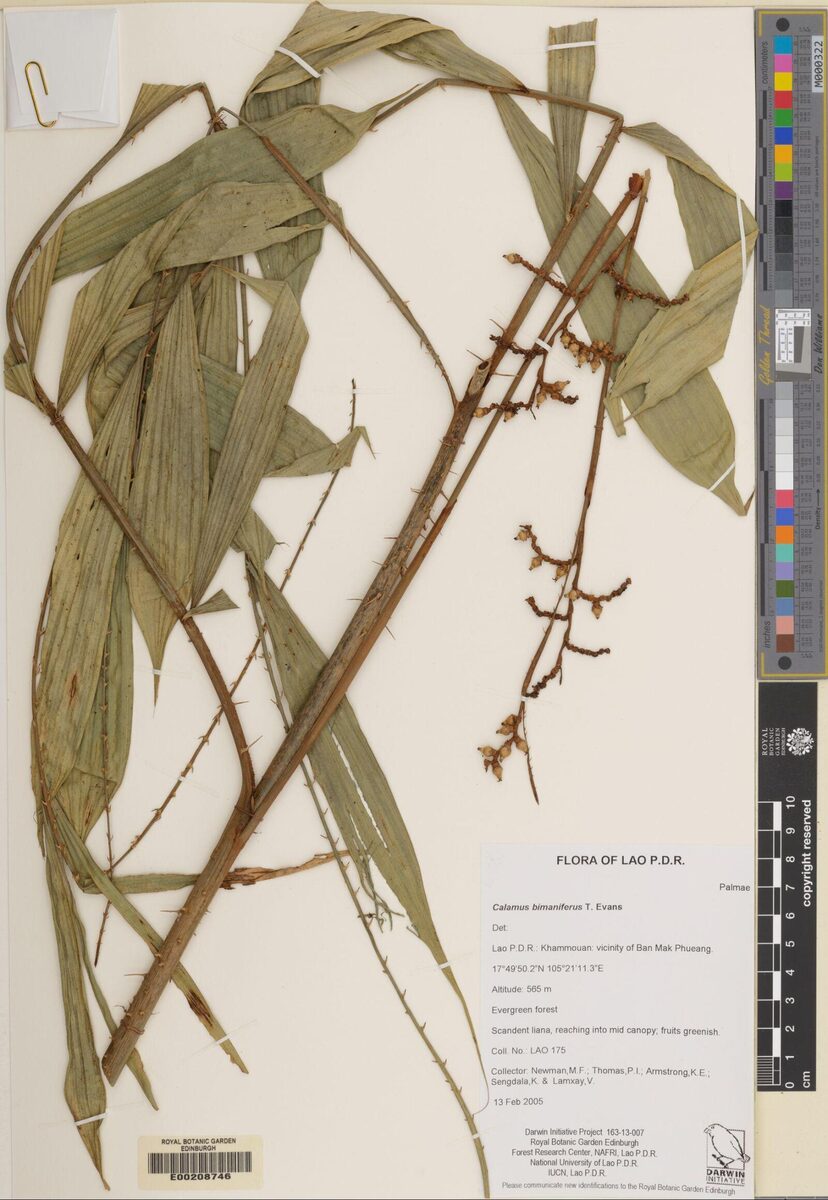 Calamus bimaniferus — photo