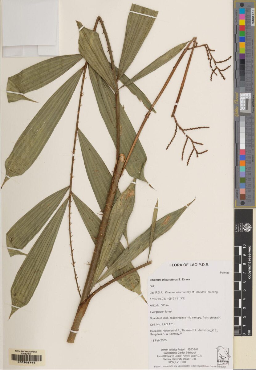 Calamus bimaniferus