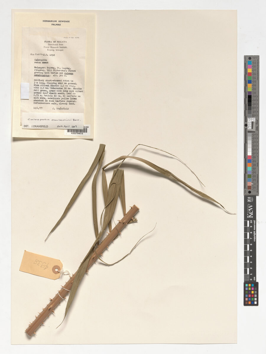 Calamus calospathus (Rotan demuk) — photo