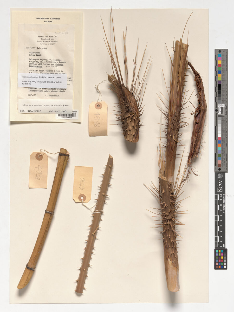 Calamus calospathus (Rotan demuk) — photo