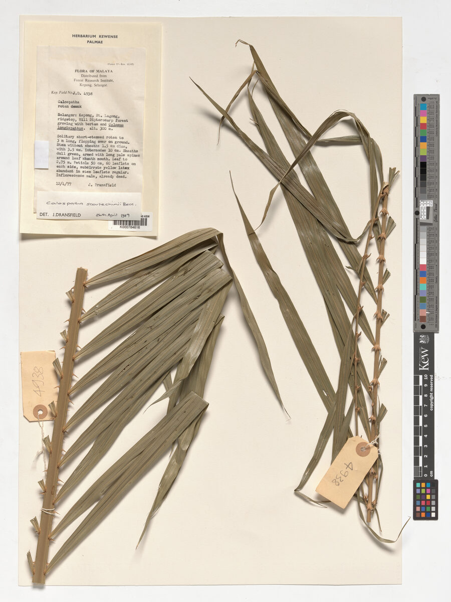 Calamus calospathus