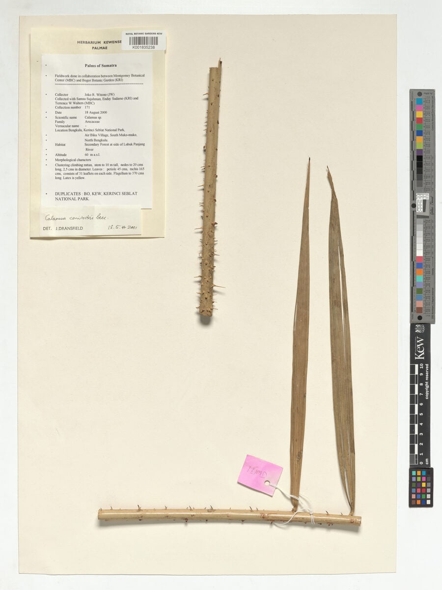 Calamus conirostris (Rotan dago kancil) — photo