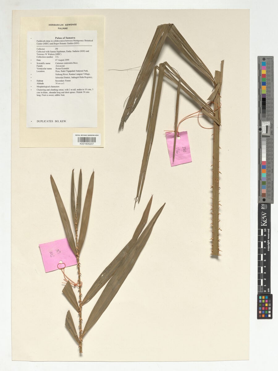 Calamus conirostris (Rotan dago kancil) — photo