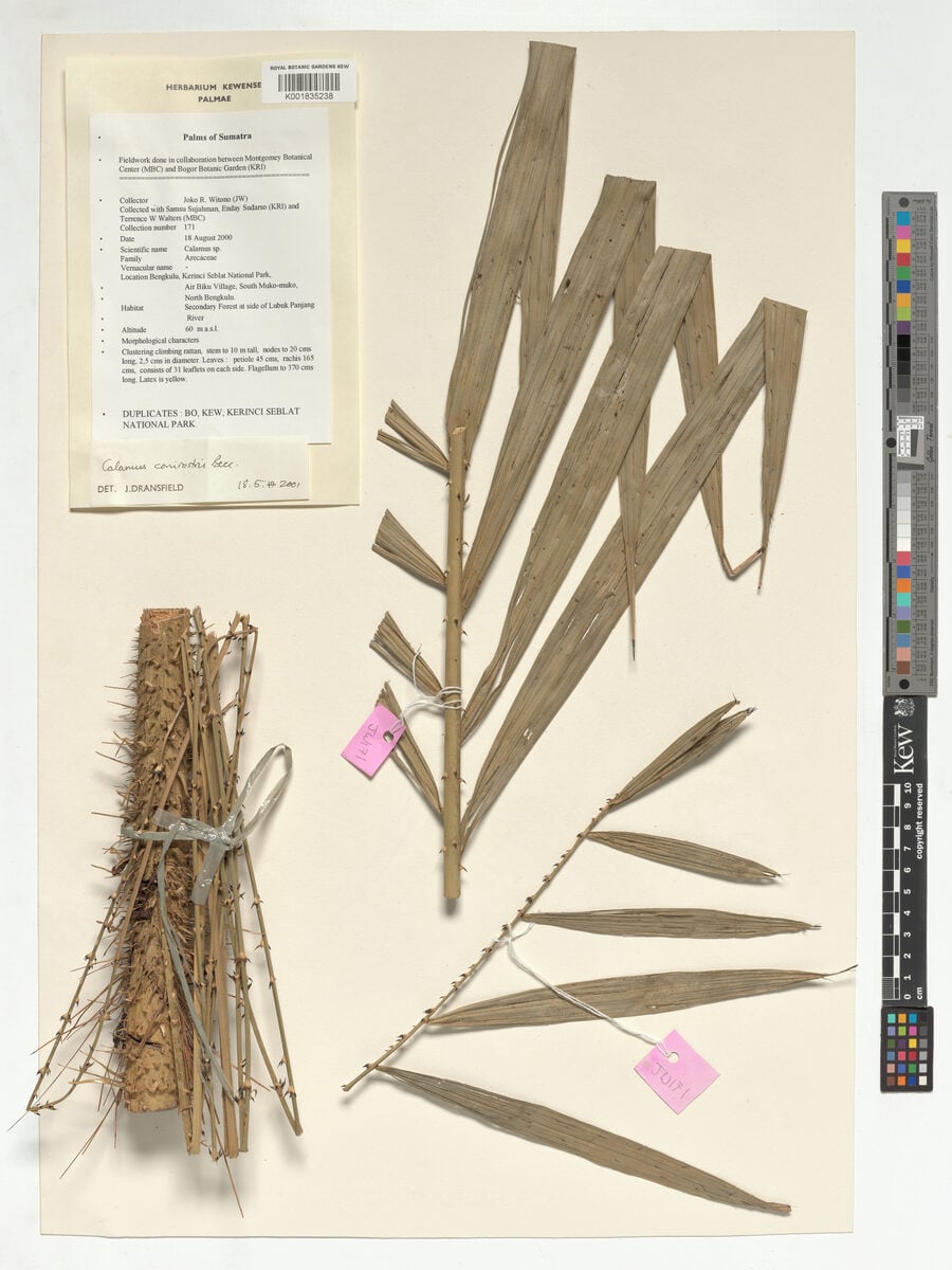 Calamus conirostris