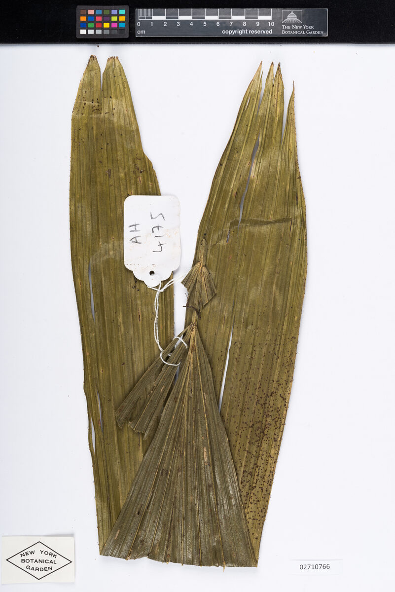 Calamus dongnaiensis (Long-tcheou) — photo