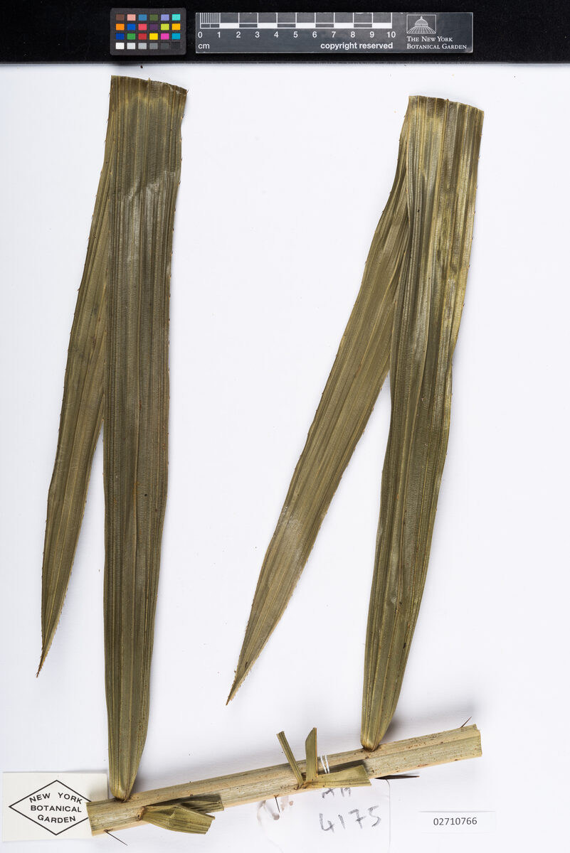 Calamus dongnaiensis