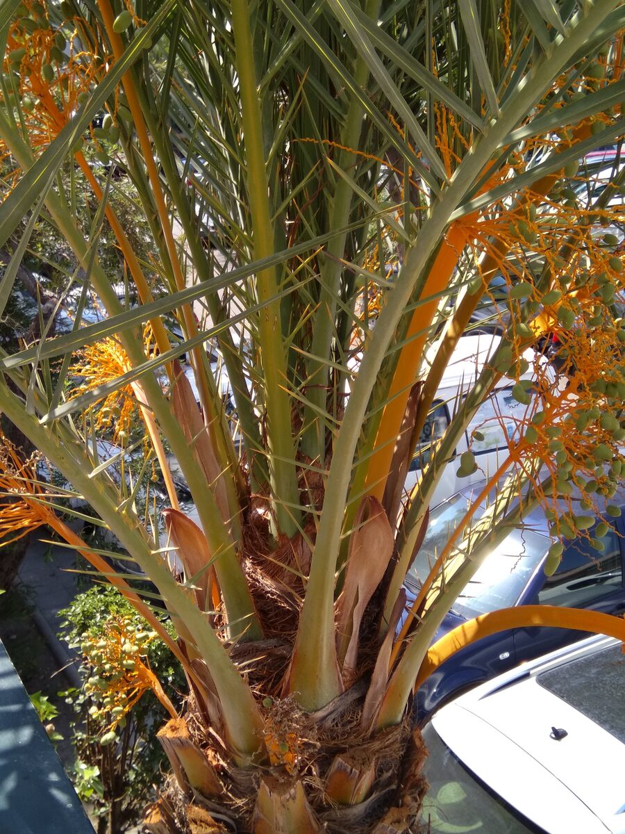 Calamus egregius (Duaye shengteng) — photo