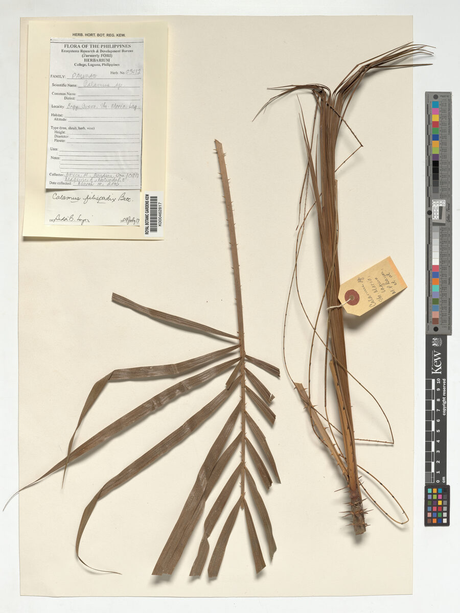 Calamus filispadix (Diplak) — photo