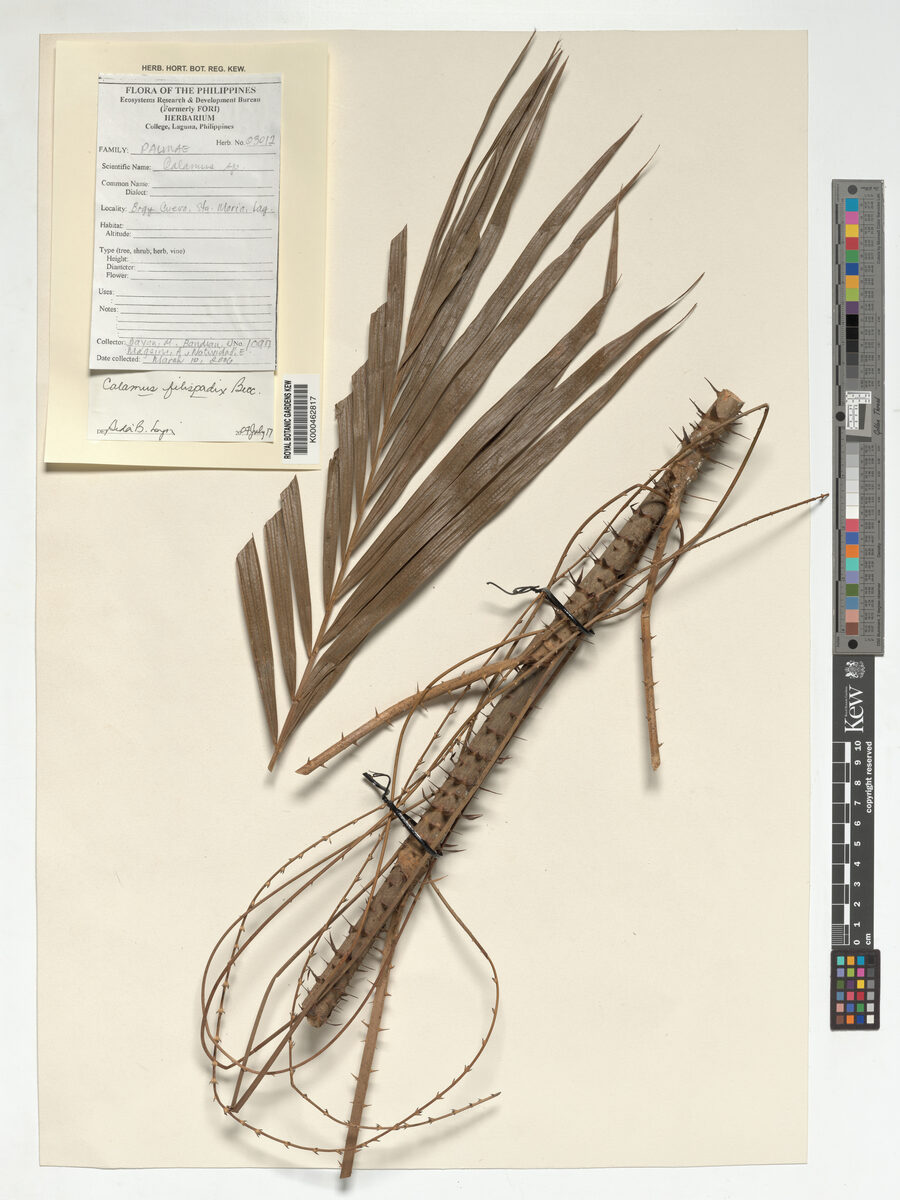 Calamus filispadix (Diplak) — photo
