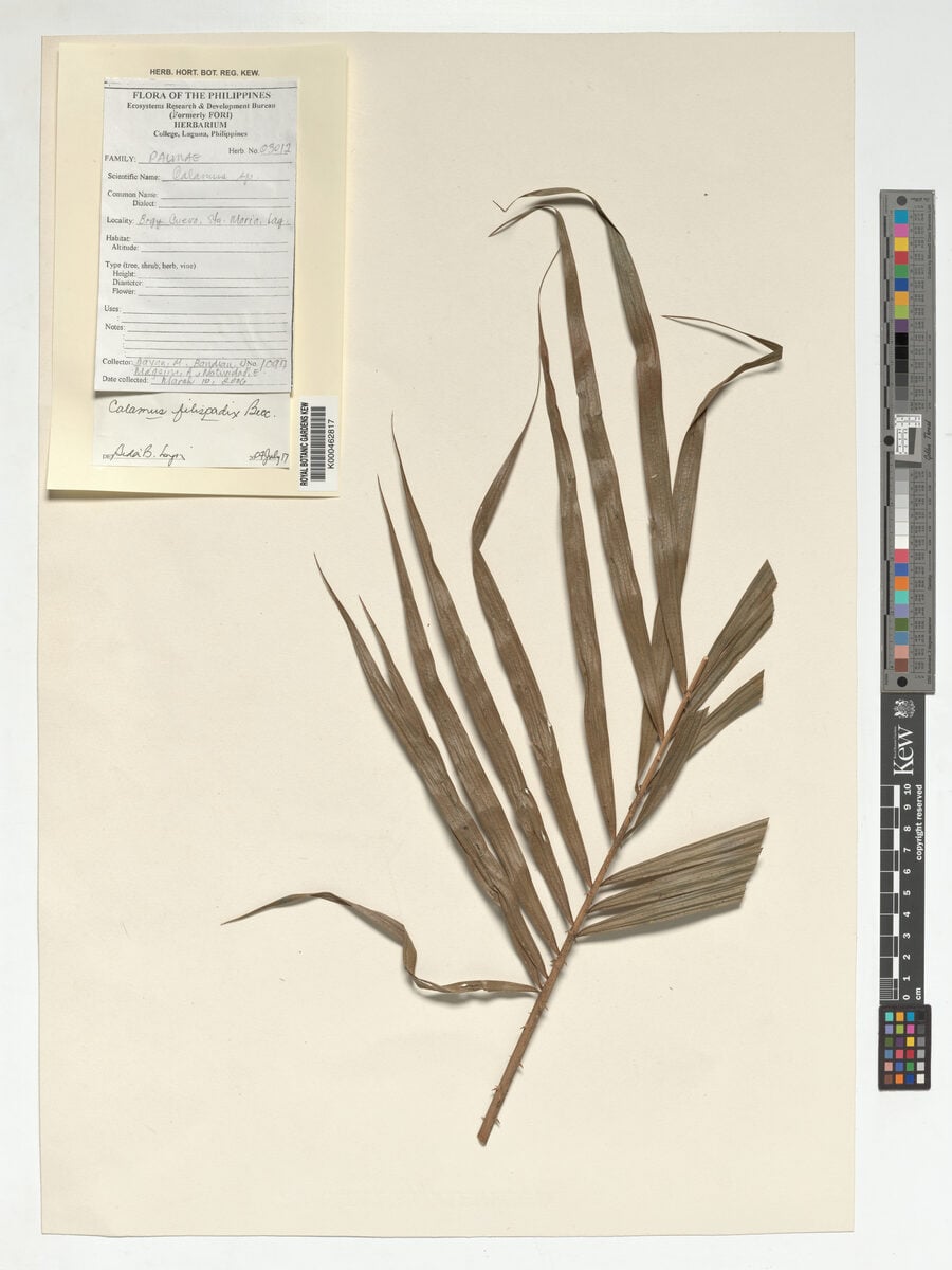 Calamus filispadix