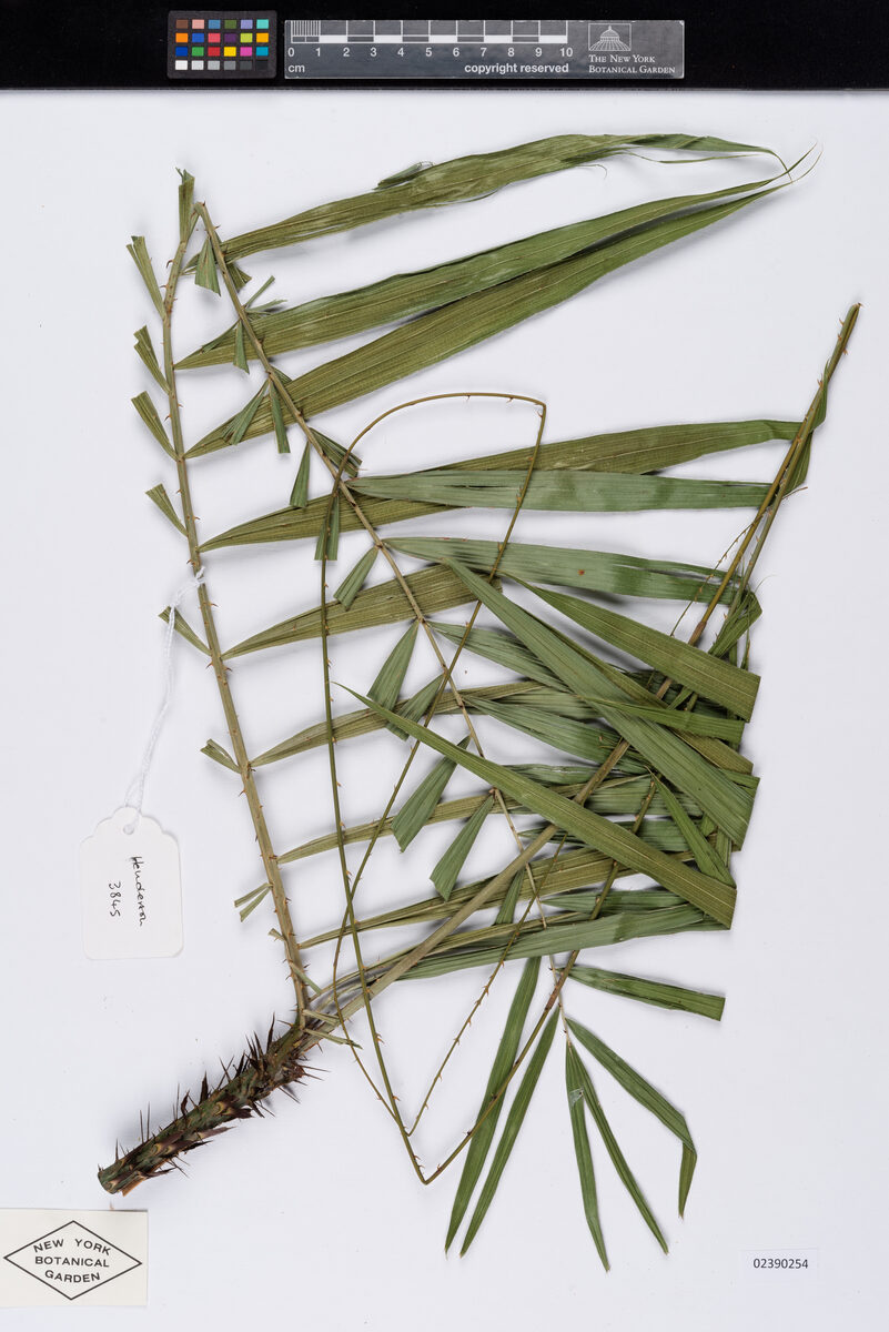 Calamus godefroyi — photo